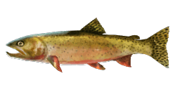 CUTTHROAT TROUT