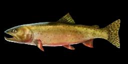 CUTTHROAT TROUT