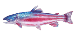 flag_fish_amazon