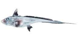 GHOST SHARK