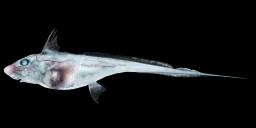 GHOST SHARK