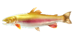 GOLDEN RAINBOW TROUT