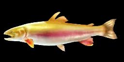 GOLDEN RAINBOW TROUT