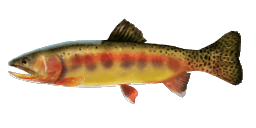 GOLDEN TROUT