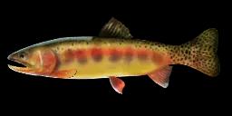 GOLDEN TROUT