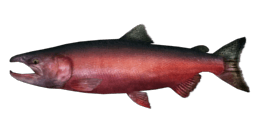 INDOMITABLE CHINOOK SALMON