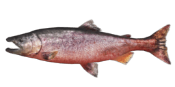 KING SALMON