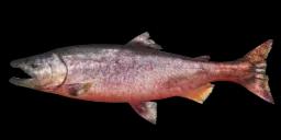 KING SALMON