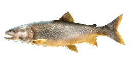 LAKE TROUT