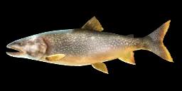 LAKE TROUT