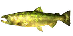 LUCKY CHINOOK SALMON