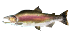 PINK SALMON