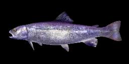 PURPLE TROUT