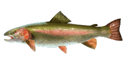 RAINBOW TROUT