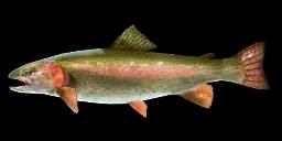 RAINBOW TROUT