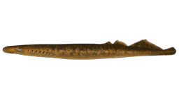 SEA LAMPREY