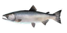 SILVER SALMON