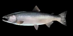 SILVER SALMON