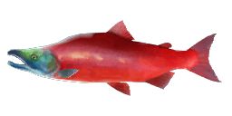 SOCKEYE SALMON