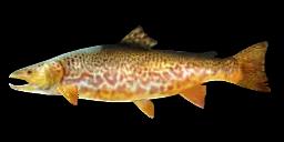 TIGER TROUT