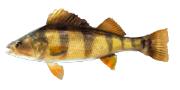 YELLOW PERCH