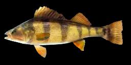 YELLOW PERCH