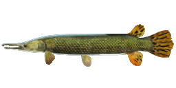 ALLIGATOR GAR