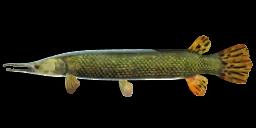 ALLIGATOR GAR