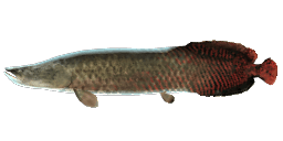 ARAPAIMA