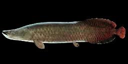 ARAPAIMA