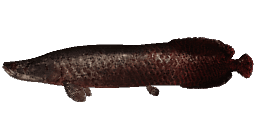 PREHISTORYCZNA ARAPAIMA