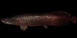 PRÄHISTORISCHER ARAPAIMA