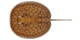 DISCUS RAY