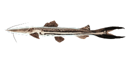 FIREWOOD CATFISH