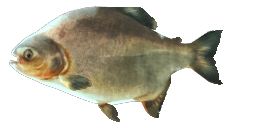 PACU