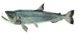 PAYARA