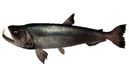 PREHISTORIC PAYARA