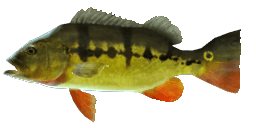 PEACOCK BASS