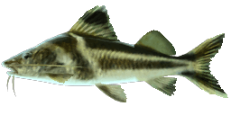 PICTUS CATFISH