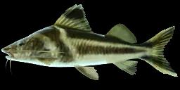 PICTUS CATFISH