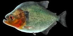 MANUELS PIRANHA