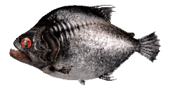 GREAT PREHISTORIC PIRANHA