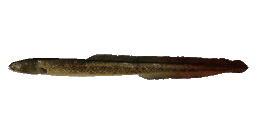 PREHISTORIC EEL