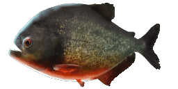 RED PIRANHA