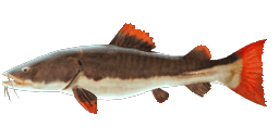 REDTAIL CATFISH