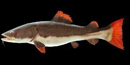 REDTAIL CATFISH