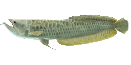 SILVER AROWANA