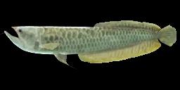 SILVER AROWANA