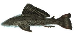 VERMICULATED SAILFIN CATFISH