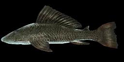 VERMICULATED SAILFIN CATFISH